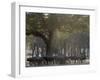 Africa, Zambia. Herd of Cape Buffaloes-Jaynes Gallery-Framed Photographic Print