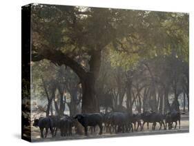 Africa, Zambia. Herd of Cape Buffaloes-Jaynes Gallery-Stretched Canvas