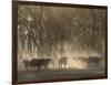 Africa, Zambia. Herd of Cape Buffaloes-Jaynes Gallery-Framed Photographic Print