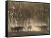 Africa, Zambia. Herd of Cape Buffaloes-Jaynes Gallery-Framed Stretched Canvas