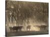 Africa, Zambia. Herd of Cape Buffaloes-Jaynes Gallery-Stretched Canvas