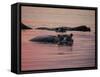 Africa, Zambia. Hippos in River at Sunset-Jaynes Gallery-Framed Stretched Canvas
