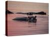 Africa, Zambia. Hippos in River at Sunset-Jaynes Gallery-Stretched Canvas