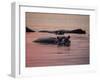 Africa, Zambia. Hippos in River at Sunset-Jaynes Gallery-Framed Photographic Print