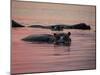 Africa, Zambia. Hippos in River at Sunset-Jaynes Gallery-Mounted Photographic Print