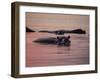 Africa, Zambia. Hippos in River at Sunset-Jaynes Gallery-Framed Premium Photographic Print