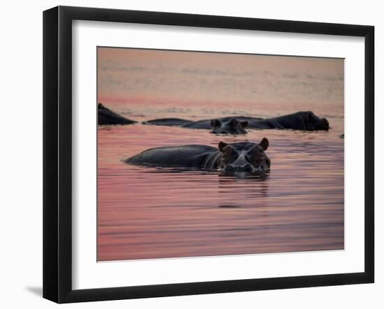 Africa, Zambia. Hippos in River at Sunset-Jaynes Gallery-Framed Premium Photographic Print