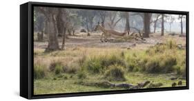 Africa, Zambia. Impala Leaping-Jaynes Gallery-Framed Stretched Canvas
