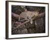 Africa, Zambia. Leopard in Tree-Jaynes Gallery-Framed Photographic Print