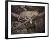 Africa, Zambia. Leopard in Tree-Jaynes Gallery-Framed Photographic Print