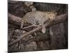 Africa, Zambia. Leopard in Tree-Jaynes Gallery-Mounted Photographic Print