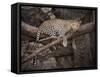 Africa, Zambia. Leopard in Tree-Jaynes Gallery-Framed Stretched Canvas