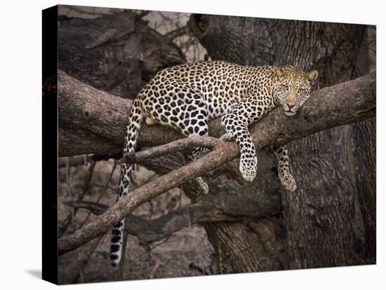 Africa, Zambia. Leopard in Tree-Jaynes Gallery-Stretched Canvas