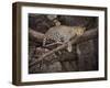 Africa, Zambia. Leopard in Tree-Jaynes Gallery-Framed Photographic Print