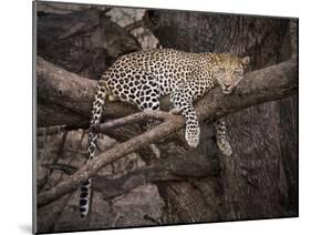 Africa, Zambia. Leopard in Tree-Jaynes Gallery-Mounted Photographic Print