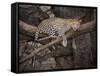 Africa, Zambia. Leopard in Tree-Jaynes Gallery-Framed Stretched Canvas