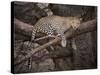 Africa, Zambia. Leopard in Tree-Jaynes Gallery-Stretched Canvas