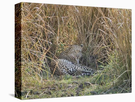 Africa, Zambia. Leopard Resting in Grass-Jaynes Gallery-Stretched Canvas