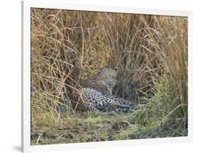 Africa, Zambia. Leopard Resting in Grass-Jaynes Gallery-Framed Photographic Print