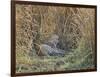 Africa, Zambia. Leopard Resting in Grass-Jaynes Gallery-Framed Photographic Print