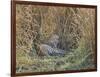 Africa, Zambia. Leopard Resting in Grass-Jaynes Gallery-Framed Photographic Print