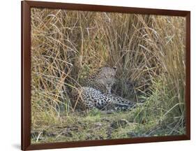 Africa, Zambia. Leopard Resting in Grass-Jaynes Gallery-Framed Photographic Print