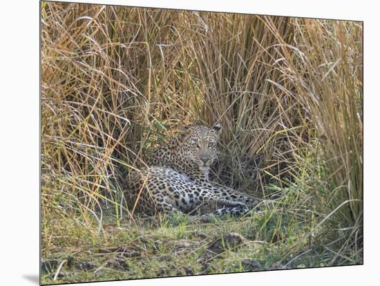 Africa, Zambia. Leopard Resting in Grass-Jaynes Gallery-Mounted Photographic Print