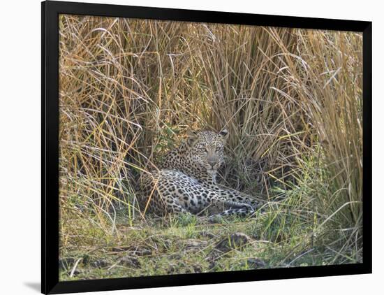 Africa, Zambia. Leopard Resting in Grass-Jaynes Gallery-Framed Photographic Print