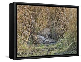 Africa, Zambia. Leopard Resting in Grass-Jaynes Gallery-Framed Stretched Canvas