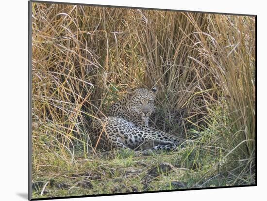 Africa, Zambia. Leopard Resting in Grass-Jaynes Gallery-Mounted Photographic Print