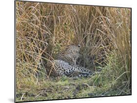 Africa, Zambia. Leopard Resting in Grass-Jaynes Gallery-Mounted Photographic Print