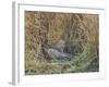 Africa, Zambia. Leopard Resting in Grass-Jaynes Gallery-Framed Photographic Print