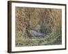 Africa, Zambia. Leopard Resting in Grass-Jaynes Gallery-Framed Photographic Print