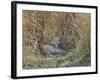 Africa, Zambia. Leopard Resting in Grass-Jaynes Gallery-Framed Photographic Print