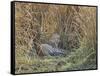 Africa, Zambia. Leopard Resting in Grass-Jaynes Gallery-Framed Stretched Canvas