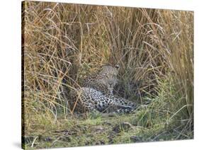 Africa, Zambia. Leopard Resting in Grass-Jaynes Gallery-Stretched Canvas