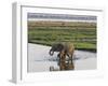 Africa, Zambia. Mother and Young in River-Jaynes Gallery-Framed Photographic Print