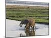 Africa, Zambia. Mother and Young in River-Jaynes Gallery-Mounted Photographic Print