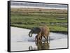 Africa, Zambia. Mother and Young in River-Jaynes Gallery-Framed Stretched Canvas