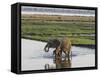 Africa, Zambia. Mother and Young in River-Jaynes Gallery-Framed Stretched Canvas