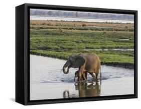 Africa, Zambia. Mother and Young in River-Jaynes Gallery-Framed Stretched Canvas