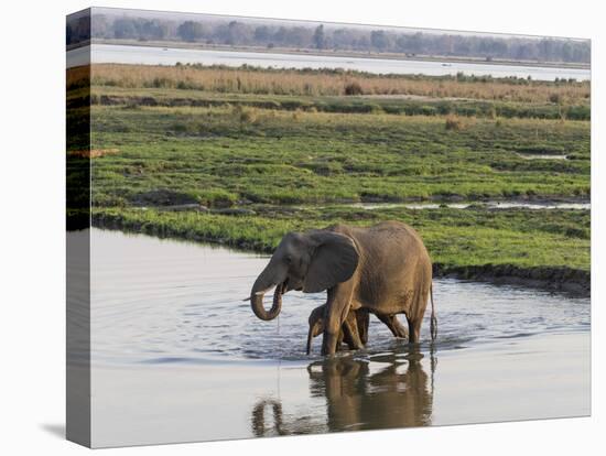 Africa, Zambia. Mother and Young in River-Jaynes Gallery-Stretched Canvas