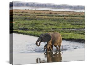 Africa, Zambia. Mother and Young in River-Jaynes Gallery-Stretched Canvas