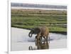 Africa, Zambia. Mother and Young in River-Jaynes Gallery-Framed Photographic Print