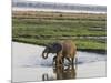 Africa, Zambia. Mother and Young in River-Jaynes Gallery-Mounted Photographic Print