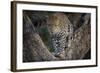Africa, Zambia. Portrait of Leopard in Tree-Jaynes Gallery-Framed Photographic Print