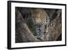 Africa, Zambia. Portrait of Leopard in Tree-Jaynes Gallery-Framed Photographic Print