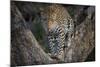 Africa, Zambia. Portrait of Leopard in Tree-Jaynes Gallery-Mounted Photographic Print