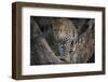 Africa, Zambia. Portrait of Leopard in Tree-Jaynes Gallery-Framed Photographic Print
