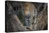 Africa, Zambia. Portrait of Leopard in Tree-Jaynes Gallery-Stretched Canvas